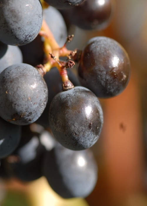 Merlot ANT 1817 (12)